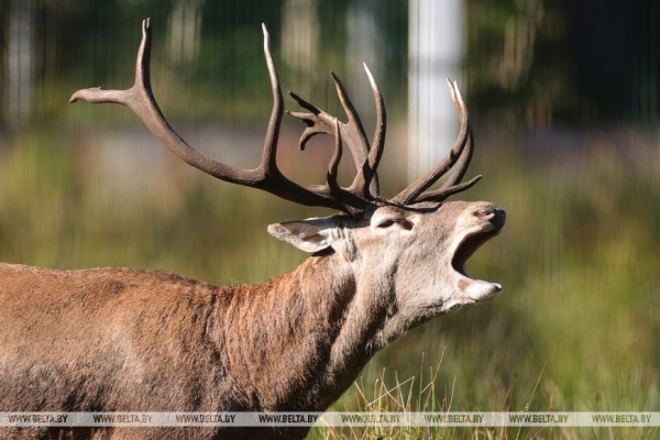 Гон оленей начался в Беловежской пуще. Фоторепортаж