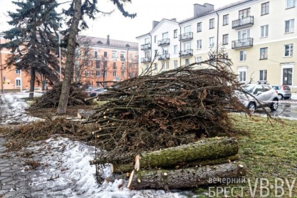 Обсуждаем древесное… СПА. Брестские коммунальщики делают «прически»