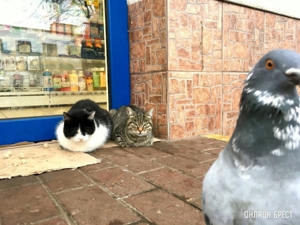 В Беларуси дополнен перечень платных ветуслуг В Беларуси дополнен перечень платных ветуслуг