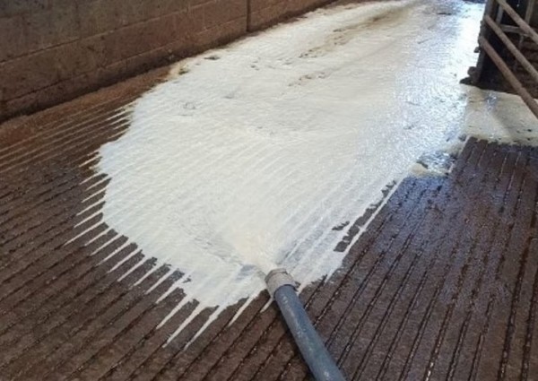 Более 2,5 тонн молока вытекло в канализацию в одном из колхозов Более 2,5 тонн молока вытекло в канализацию в одном из колхозов