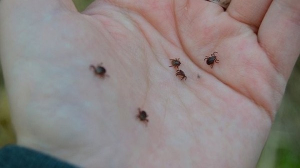 Клещи атакуют жителей Бреста. Сколько человек уже обратились к медикам? Клещи атакуют жителей Бреста. Сколько человек уже обратились к медикам?