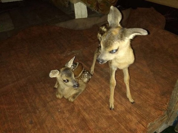 В Борисовском районе две косули пришли к людям: их дальнейшая судьба решена В Борисовском районе две косули пришли к людям: их дальнейшая судьба решена