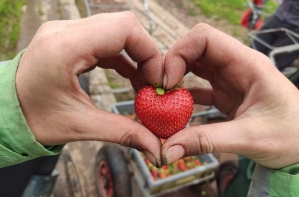 680 долларов в неделю. Белорус рассказал, как собирал клубнику в Англии