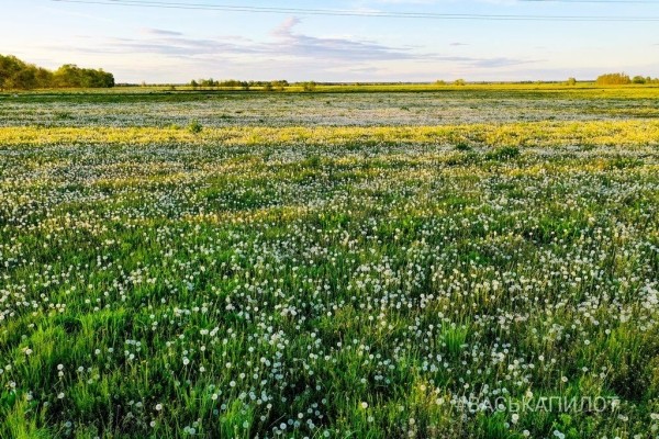
                Из жёлтого в белый. Так сейчас выглядит то самое огромное поле одуванчиков, которое находится недалеко от Бреста
            