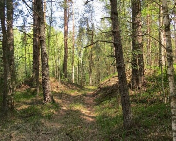 Мужчина причинил вред природе на 8,7 тысяч рублей. Что же он сделал на Брестчине?