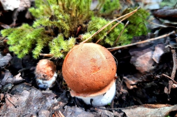 Грибы лезут по головам — это вообще легально? Ученый объясняет, что происходит Грибы лезут по головам — это вообще легально? Ученый объясняет, что происходит