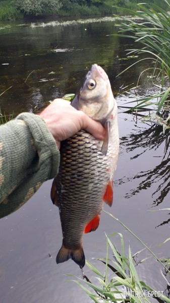 
                Улов жителя Бреста - https://onlinebrest.by/publikacii/ulov-zhitelya-bresta-2.html
            