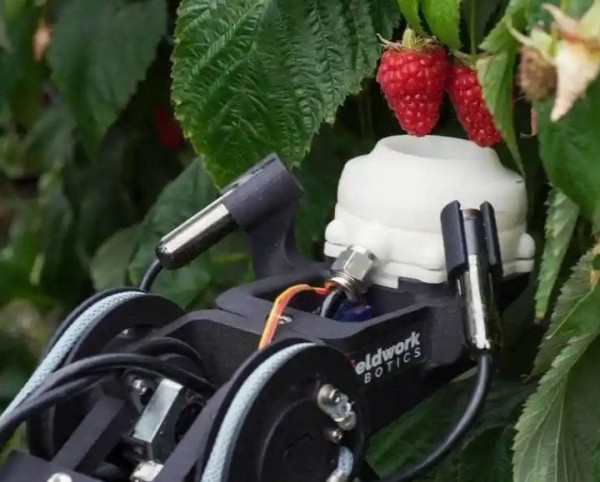 В Португалии заработали первые в мире роботы по сбору малины