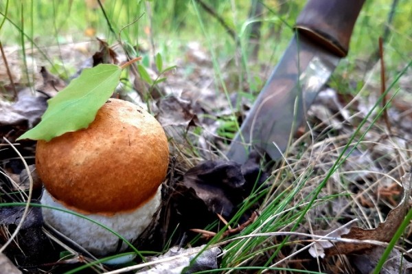 Грибы лезут по головам — это вообще легально? Ученый объясняет, что происходит Грибы лезут по головам — это вообще легально? Ученый объясняет, что происходит