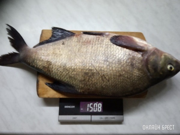 
                Улов рыбака на Гребном
            