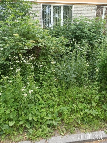 
                Читатель: Центр города. Брест, ул.Малая, 3
            