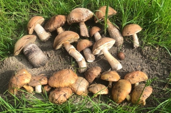 Грибы лезут по головам — это вообще легально? Ученый объясняет, что происходит Грибы лезут по головам — это вообще легально? Ученый объясняет, что происходит