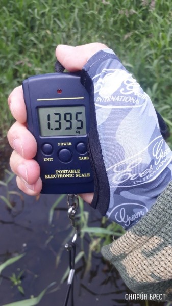 
                Улов жителя Бреста - https://onlinebrest.by/publikacii/ulov-zhitelya-bresta-2.html
            