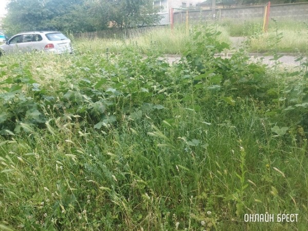 Читатель: Так выглядит детская площадка по ул.Шоссейной, 7. После прогулки во дворе, у ребёнка с одежды сняли клеща
Читатель: Так выглядит детская площадка по ул.Шоссейной, 7. После прогулки во дворе, у ребёнка с одежды сняли клеща