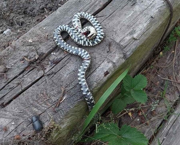 Брестчанин: Что это за змея?
Брестчанин: Что это за змея?