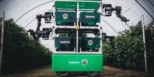 В Португалии заработали первые в мире роботы по сбору малины