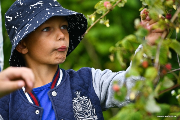 Собирает чернику, завел козу. История белоруса, который в 66 лет остался один с четырьмя детьми Собирает чернику, завел козу. История белоруса, который в 66 лет остался один с четырьмя детьми
