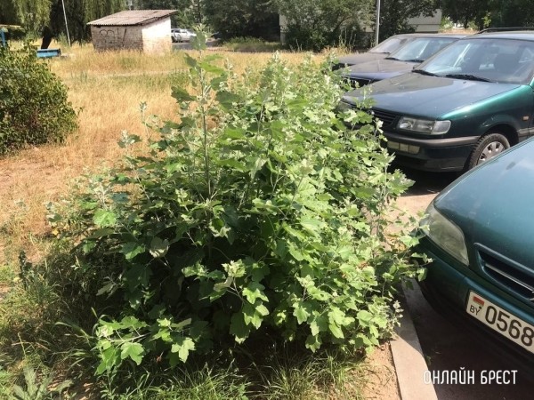 Доберется ли коммунальный триммер до городских окраин? Доберется ли коммунальный триммер до городских окраин?