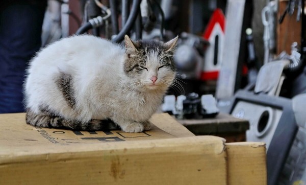 «Средняя зарплата у автослесаря — €1 200. Но после обеда все спят». Выгодно ли белорусу работать на СТО в Испании