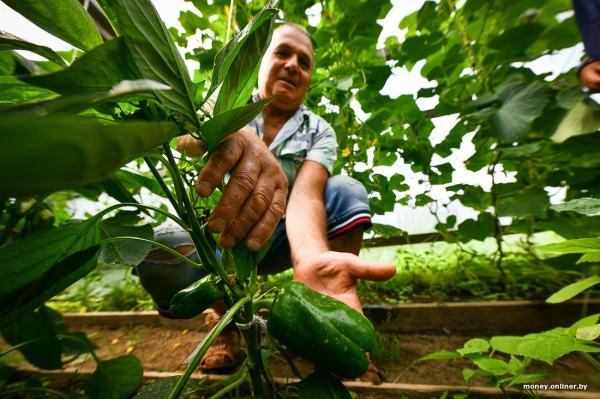 Собирает чернику, завел козу. История белоруса, который в 66 лет остался один с четырьмя детьми Собирает чернику, завел козу. История белоруса, который в 66 лет остался один с четырьмя детьми