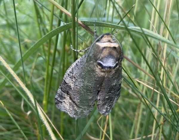 Под Брестом обнаружили вредную бабочку Под Брестом обнаружили вредную бабочку