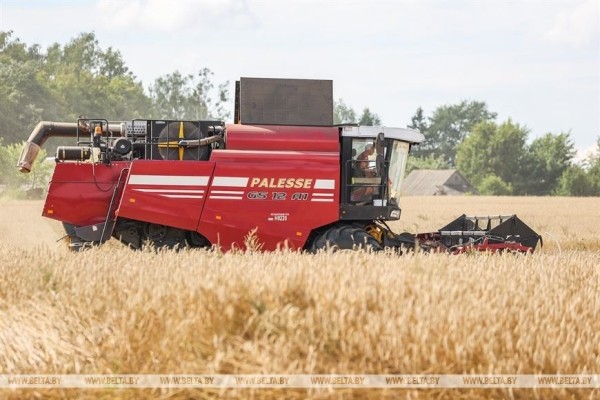 В Пружанском районе идет жатва. Фоторепортаж