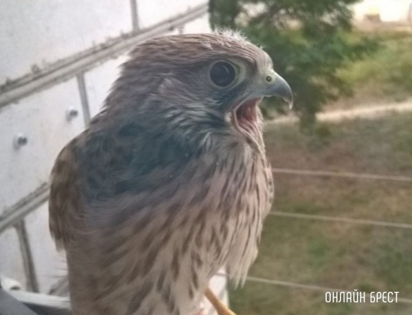 Эколог из Брестской области рассказал, что делать при обнаружении дикой птицы и чем чревата «ненужная» помощь