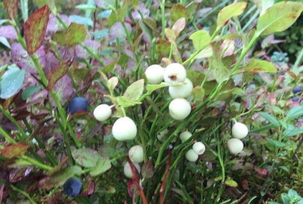 Впервые за 40 лет: в одном из белорусских заповедников нашли белую чернику