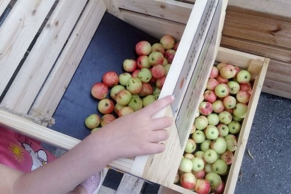 Организации начали массовую закупку яблок у населения. Почем берут?