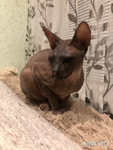 Читатель: Нашли канадского сфинкса в Бресте на Машерова, 34. Чей?
Читатель: Нашли канадского сфинкса в Бресте на Машерова, 34. Чей?