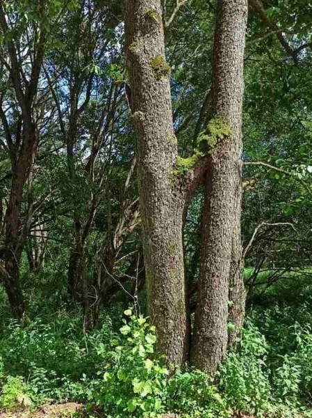 В Беловежской пуще обнаружено редчайшее явление В Беловежской пуще обнаружено редчайшее явление