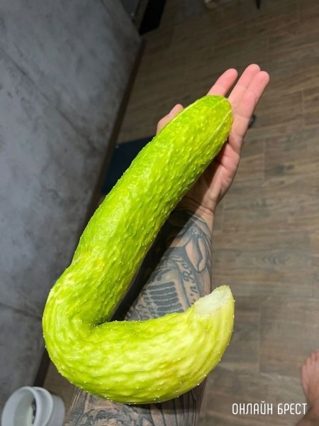 Читатель: Посмотрите, какой гигантский огурец вырос на огороде
Читатель: Посмотрите, какой гигантский огурец вырос на огороде