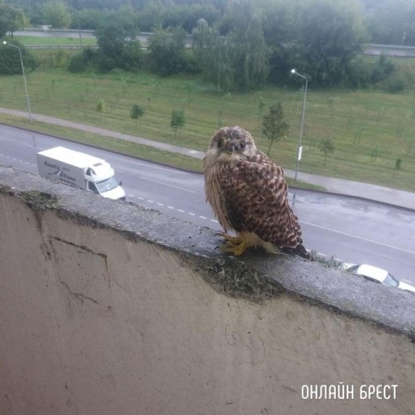 
                Читатель: Прилетел сокол на балкон
            