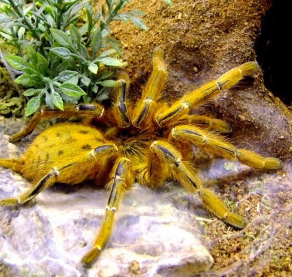 Нашествие пауков-гигантов, скорпионов, ящериц и тарантулов в Бресте. Приходи на выставку «Опасные и прекрасные» в кинотеатре «Беларусь»