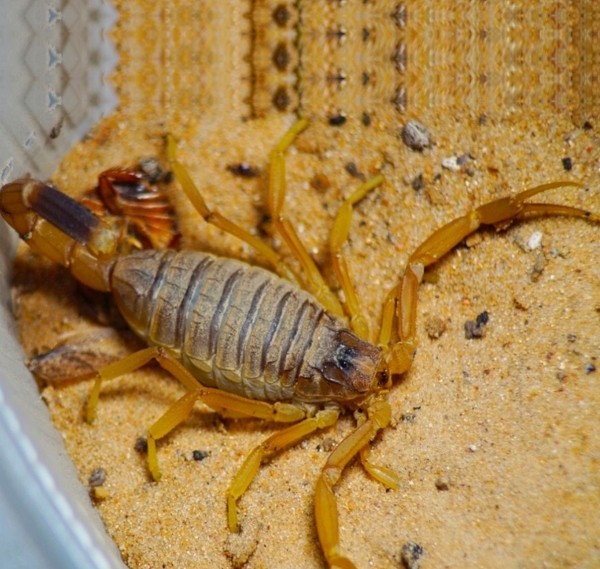 Нашествие пауков-гигантов, скорпионов, ящериц и тарантулов в Бресте. Приходи на выставку «Опасные и прекрасные» в кинотеатре «Беларусь»