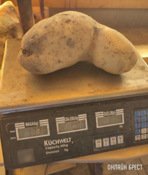 
                Читатель: Кобринский район, д. Жуховцы, урожай 2022. Картофель-гигант весом 1330 гр.
            