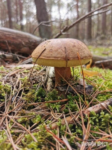 
                Читатель: А как у вас дела с грибным «уловом»?
            