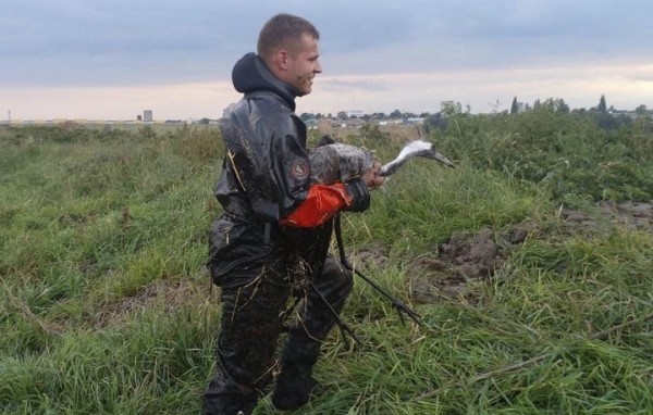 Стог сена не хуже спасательного круга. Под Брестом спасли журавля из отстойника