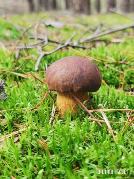 
                Читатель: А как у вас дела с грибным «уловом»?
            