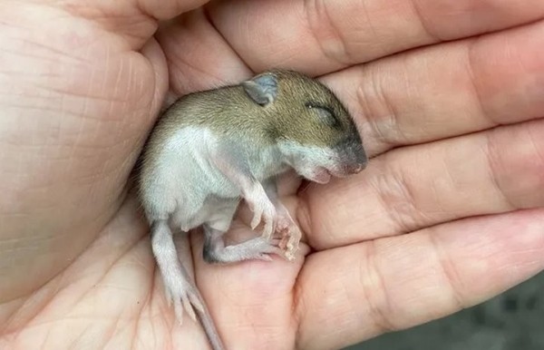 Девушка нашла на дороге мышонка и решила приютить его. Она рассказывает о нем в блоге, и теперь за жизнью грызуна следят тысячи людей