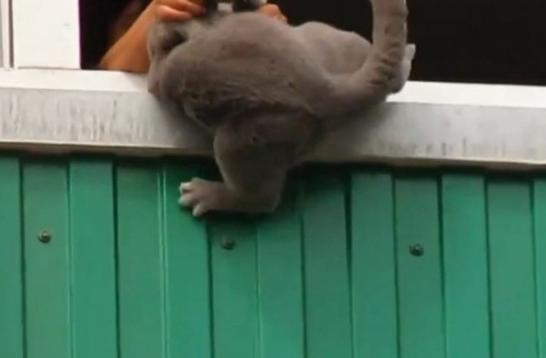 В Беларуси вынесли приговор мужчине, который выбросил кошку с 10-го этажа В Беларуси вынесли приговор мужчине, который выбросил кошку с 10-го этажа