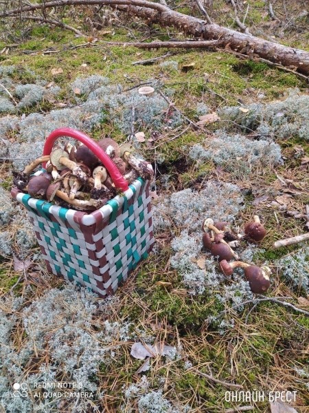 Читатель: Мой сегодняшний «улов» в Брестском районе
             
                Читатель: Мой сегодняшний «улов» в Брестском районе