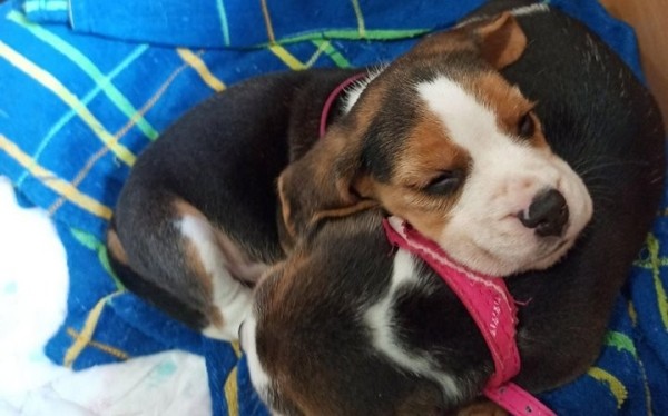 Женщина в Барановичах бросила больных породистых щенков в ветклинике