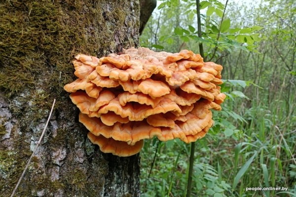 Странные грибы Беларуси. Можно ли их есть и что за это будет?