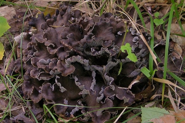 Странные грибы Беларуси. Можно ли их есть и что за это будет?