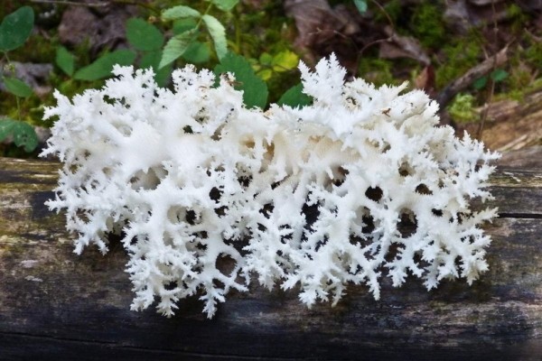 Странные грибы Беларуси. Можно ли их есть и что за это будет?