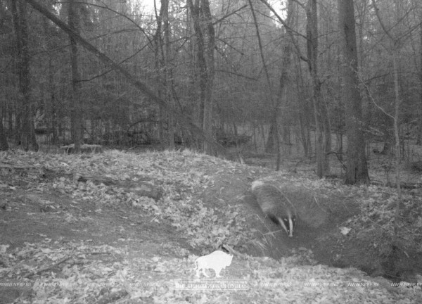 «Подсмотрено». Осенняя жизнь барсуков в Беловежской пуще «Подсмотрено». Осенняя жизнь барсуков в Беловежской пуще