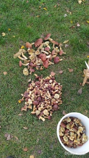 Читатель: Мой сегодняшний «улов» в Брестском районе
             
                Читатель: Мой сегодняшний «улов» в Брестском районе