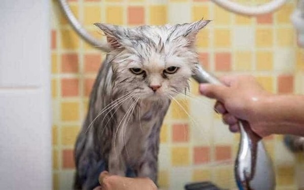 Ученые объяснили, почему кошки не любят купаться, и боязнь воды тут не причем