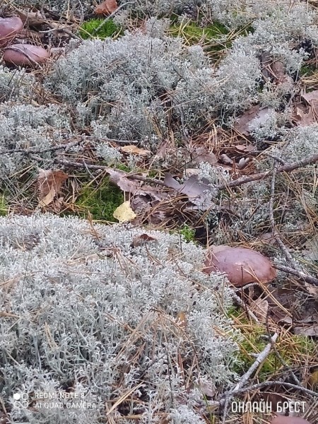 Читатель: Мой сегодняшний «улов» в Брестском районе
             
                Читатель: Мой сегодняшний «улов» в Брестском районе
